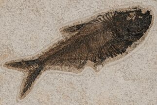 Fossil Fish (Diplomystus) - Wyoming #211196