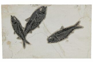 Shale With Three Fossil Fish (Knightia) - Wyoming #211229