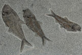 Multiple Fossil Fish (Diplomystus & Knightia) Plate - Wyoming #211231