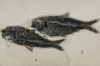 Shale With Two Fossil Fish (Knightia) - Wyoming #211235