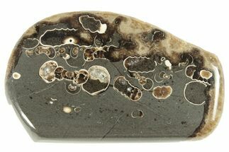 Polished Ammonite (Promicroceras) Section - Somerset, England #211320