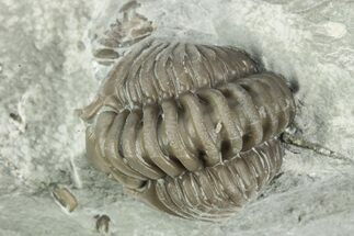 Wide, Enrolled Flexicalymene Trilobite In Shale - Mt Orab, Ohio #211576