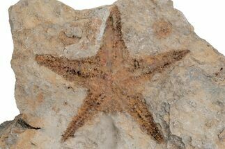 Ordovician Starfish (Petraster?) Fossil - Morocco #211413