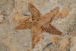 Ordovician Starfish (Petraster?) Fossil - Morocco #211457