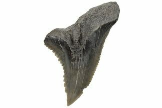 Snaggletooth Shark (Hemipristis) Tooth - South Carolina #211643