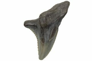 Bargain, Snaggletooth Shark (Hemipristis) Tooth #211653