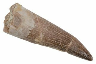 Fossil Plesiosaur (Zarafasaura) Tooth - Morocco #211436