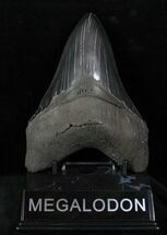 Black Megalodon Tooth - Shark Serrations #13060