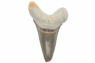 Cretaceous Ginsu Shark (Cretoxyrhina) Tooth - Kansas #211754