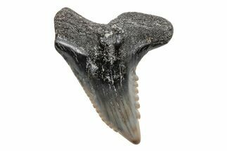 Snaggletooth Shark (Hemipristis) Tooth - South Carolina #211591