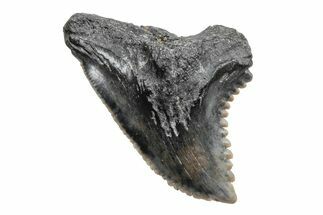 Snaggletooth Shark (Hemipristis) Tooth - South Carolina #211601