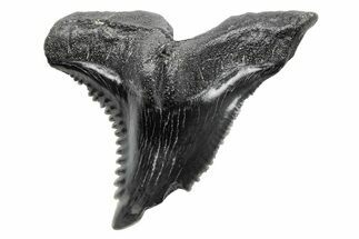 Snaggletooth Shark (Hemipristis) Tooth - South Carolina #211605