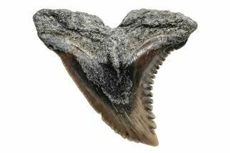 Snaggletooth Shark (Hemipristis) Tooth - South Carolina #211610