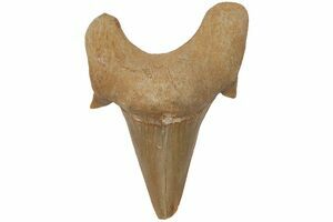 50 teeth Fossil Shark Teeth Lot 