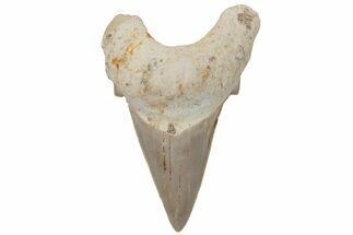 Fossil Shark Tooth (Otodus) - Morocco #211880