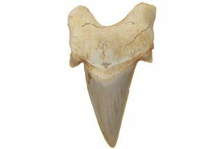 Fossil Shark Tooth (Otodus) - Morocco #211888