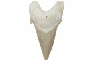 Fossil Shark Tooth (Otodus) - Morocco #211897