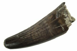 Rare  Spinosaurid Dinosaur (Baryonyx) Tooth Fossil - England #206514