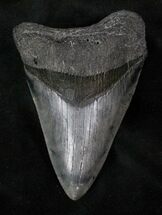 Lower Megalodon Tooth - Venice #13072