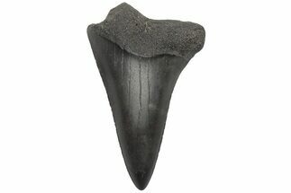 Fossil Broad-Toothed Mako Tooth - South Carolina #212041