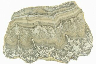 Triassic Aged Stromatolite Fossil - England #211724