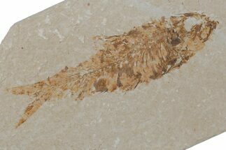 Fossil Fish (Knightia) - Wyoming #210100