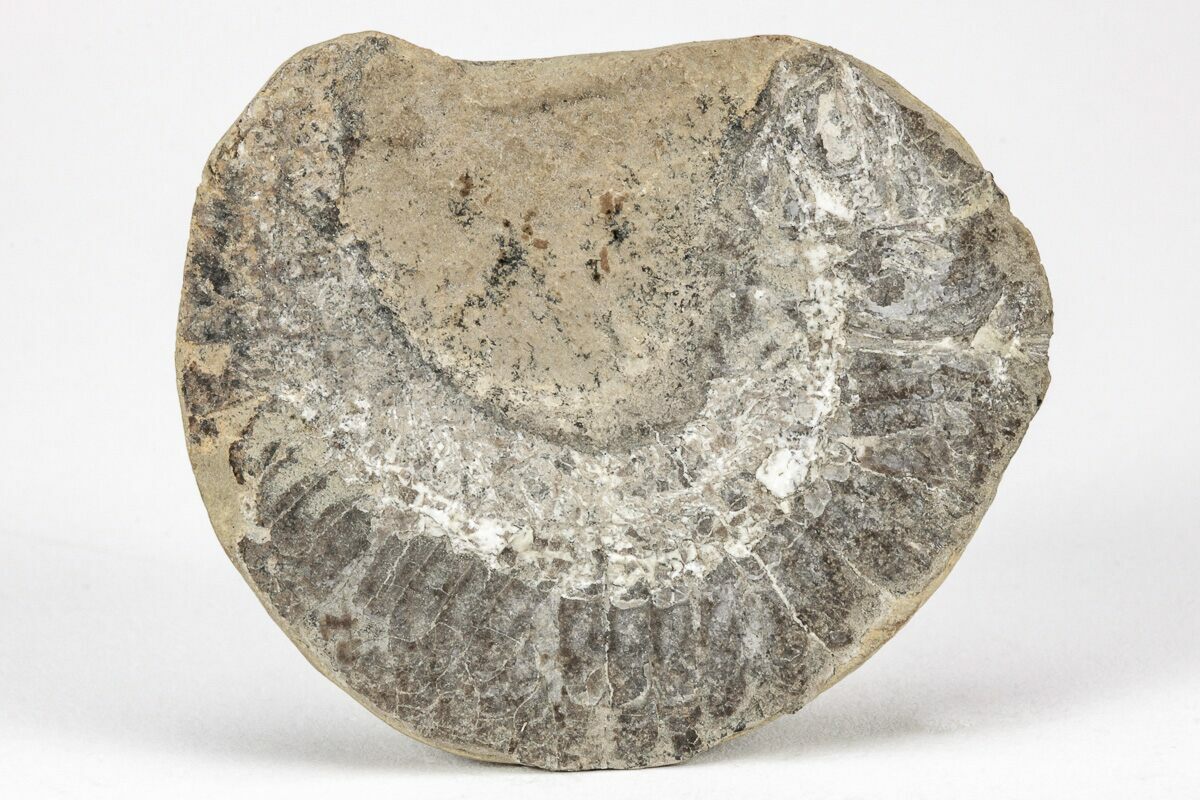 1.3" Triassic Fossil Fish In Nodule - Madagascar (#212063) For Sale ...