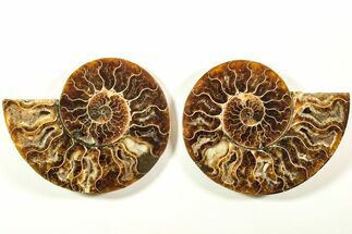Cut & Polished, Agatized Ammonite Fossil - Madagascar #208621