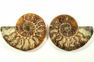 Cut & Polished, Agatized Ammonite Fossil - Madagascar #208622