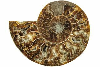 Cut & Polished Ammonite Fossil (Half) - Madagascar #208647
