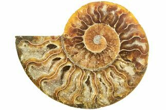 Cut & Polished Ammonite Fossil (Half) - Crystal Filled Chambers #208654