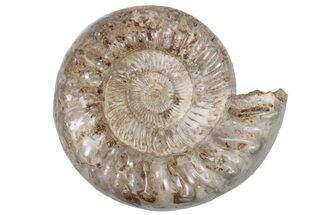 Jurassic Ammonite (Kranosphinctites?) Fossil - Madagascar #212389