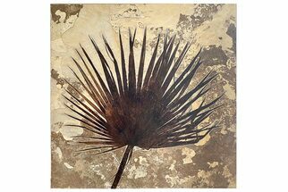 Giant Fossil Palm Frond From Wyoming - Rare! #212555