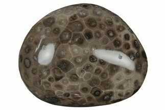 Polished Petoskey Stone (Fossil Coral) - Michigan #212190
