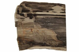 Polished Oligocene Petrified Wood (Pinus) - Australia #212473