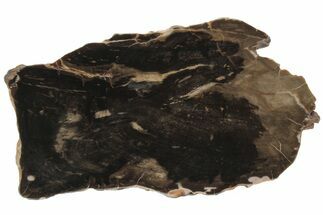 Polished Petrified Wood (Araucaria) Slab - Australia #212477