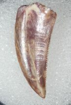 Quality Raptor Tooth From Morocco - #13101