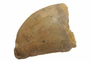 Juvenile, Carcharodontosaurus Tooth - Morocco #212517