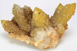 Sunshine Cactus Quartz Crystal Cluster - South Africa #212674