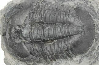 Upper Cambrain Trilobite (Pterocephalia) - British Columbia #212624