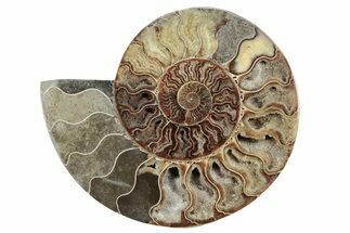 Cut & Polished Ammonite Fossil (Half) - Madagascar #213056