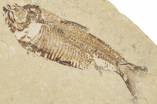 Fossil Fish (Gosiutichthys) - Wyoming #212105