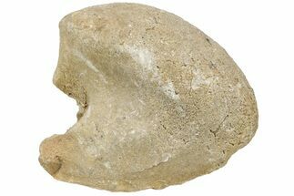 Silurian Bivalve (Megalomoidea) Fossil - Ohio #212158