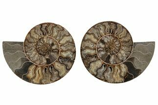 Cut & Polished, Agatized Ammonite Fossil - Madagascar #207438