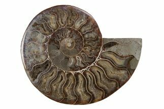 Cut & Polished Ammonite Fossil (Half) - Madagascar #212902