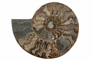 Cut & Polished Ammonite Fossil (Half) - Madagascar #212957