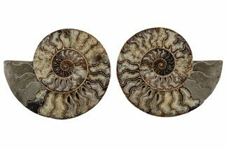 Cut & Polished, Agatized Ammonite Fossil - Madagascar #213008
