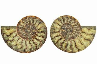 Cut & Polished, Agatized Ammonite Fossil - Madagascar #212864