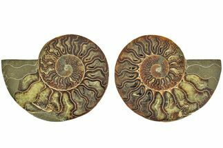 Cut & Polished, Agatized Ammonite Fossil - Madagascar #212865