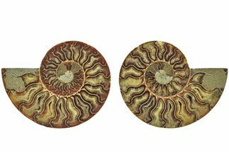 Cut & Polished, Agatized Ammonite Fossil - Madagascar #212869